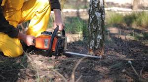 Best Tree Preservation Services  in Hapeville, GA