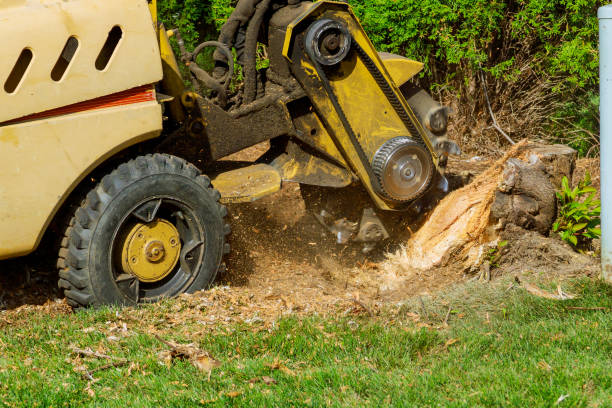 Best Root Management and Removal  in Hapeville, GA